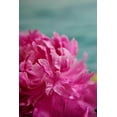 thumbnail image 2 of Millet, Karyn 17x24 White Modern Wood Framed Museum Art Print Titled - Fuchsia Peonies III, 2 of 4