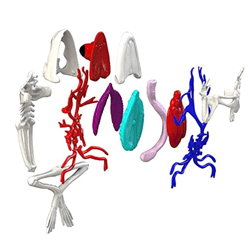 Dissect-It Simulated Synthetic Lab Dissection STEM Toy, Kids' Home Learning Science Project, Great for Young Scientists! - Frog Plus