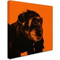 thumbnail image 2 of Trademark Fine Art "Chimp No 3" Canvas Art by Claire Doherty, 2 of 3