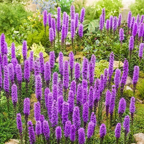 Purple Spicata Blazing Star Liatris (10 Bulbs) - Flourishing Venture