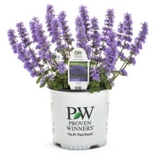 Proven Winner 2.5QT Nepta