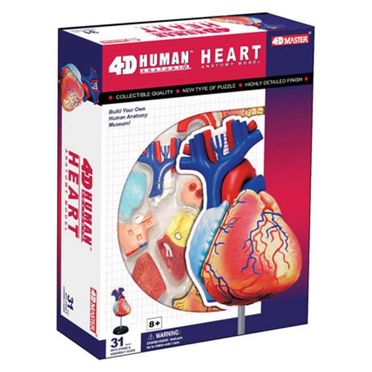 4D Human Deluxe Heart Anatomy Model - Walmart.com