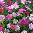 thumbnail image 2 of Outsidepride Dianthus Sweet William Wildflower Seed Mix - 1/4 LB, 2 of 3