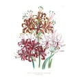 thumbnail image 2 of Loudon, Jane 12x14 White Modern Wood Framed Museum Art Print Titled - Lily Garden III, 2 of 4