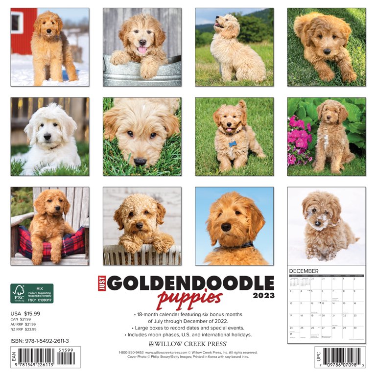 Labradoodle Growth Chart Calculator corona.dothome.co.kr