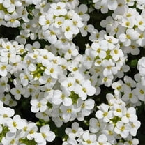 250 Arabis Alpina Seeds - Rockcress Cascade White Flower Seeds, Perennial, Deer Resistant !