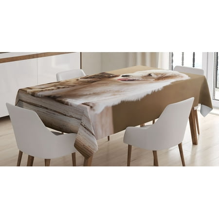 Animal Tablecloth, Cute Baby Cat Kitten and Puppy Dog Best Friends Image Photo Artwork, Rectangular Table Cover for Dining Room Kitchen, 60 X 84 Inches, Sand Brown Cream and White, by