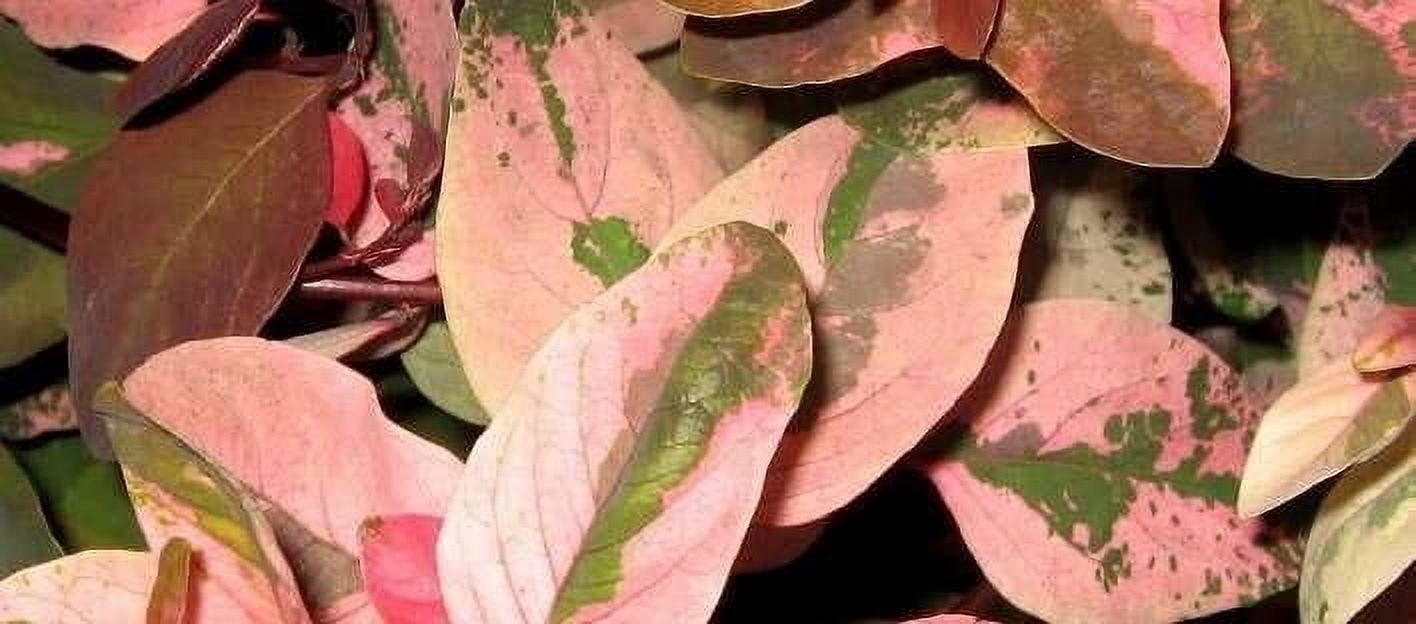 Breynia Disticha Roseopicta Snowbush  3 Live Plants  Ornamental Shrub, Perfect for Indoor & Outdoor Landscaping  Drought Tolerant, Low-Maintenance, Easy-to-Grow Plant