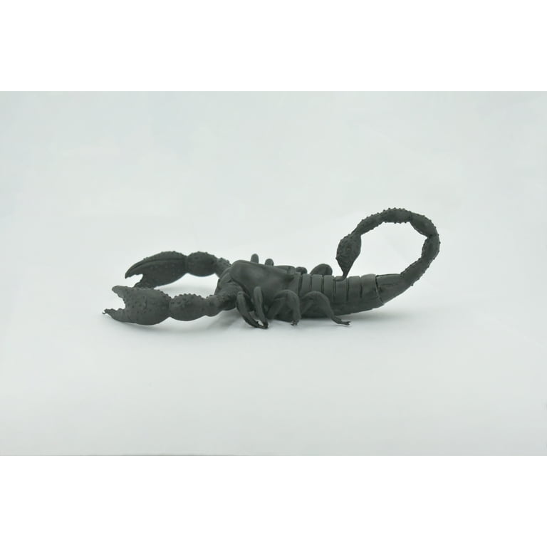 その他 Black Scorpion [Import USA Zone 1] asian-forest-scorpion-for-