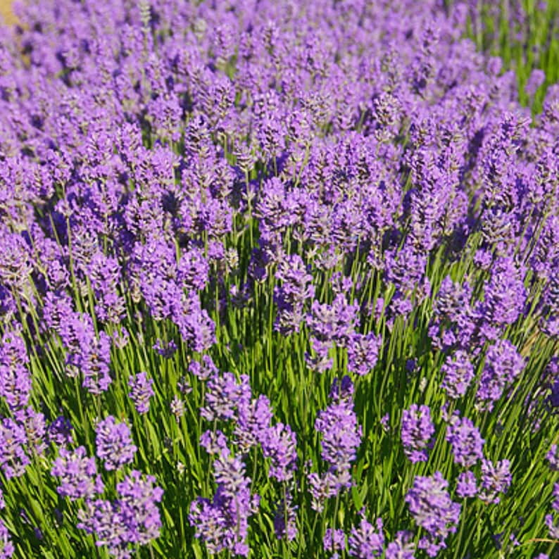 100 Dwarf Lavender-Little Lady Seeds Perennial Non- Mix for Garden Blooms