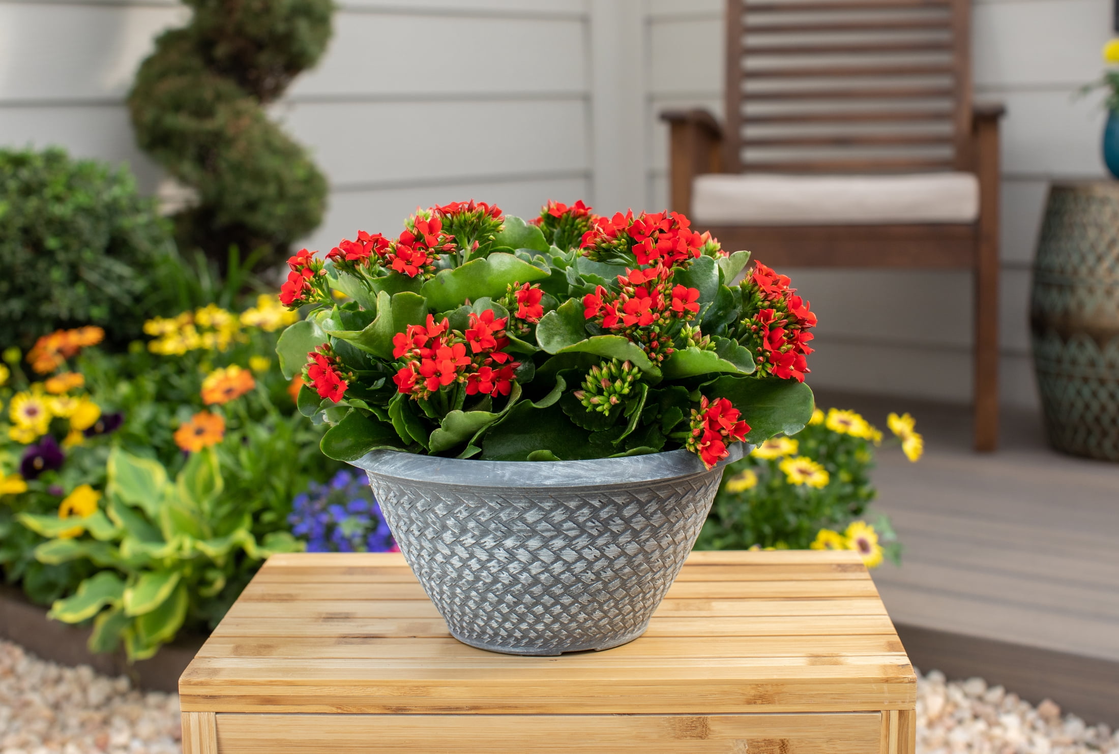 Better Homes & Gardens 3QT Multicolor Kalanchoe Live Annual Plant Decorative Pot Sun