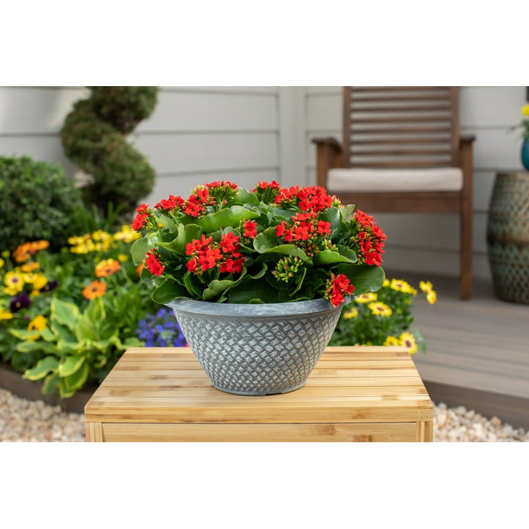 Better Homes & Gardens 3QT Multicolor Kalanchoe Live Annual Plant  Decorative Pot Sun