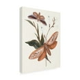 thumbnail image 2 of Unknown 'Butterflies And Moths II' Canvas Art, 2 of 3