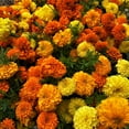 thumbnail image 5 of TomorrowSeeds - Petite Mix French Marigold Seeds - 200+ Count - For 2025 Planting Dwarf Tagetes, 5 of 9