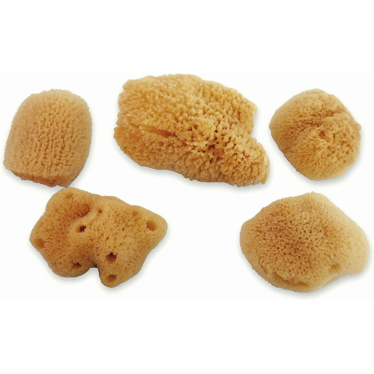 Constantia Pets Hermit Crab Real Sea Sponges - 5 Pack Unbleached, Provides  Nutrients, Safer Drinking and Helps Maintain Habitat Tank Humidity 