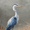 Heron, variant on Forest Stream Landscape Canvas Print, Perfect for Living Room, Bedroom, Office, Entryway, Nature Lover Gift