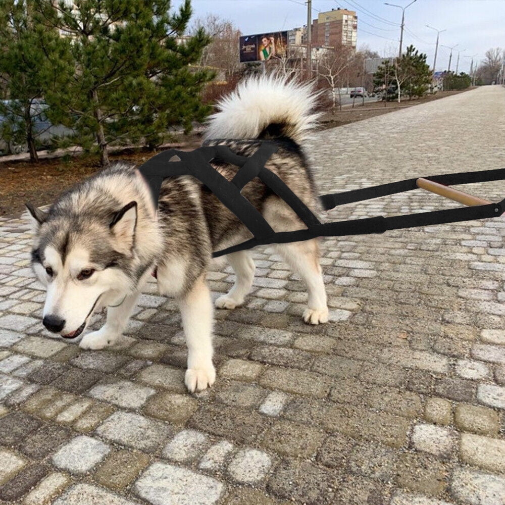 Alaskan Malamute Puppy Malamute Pulling Harness Pet Artist Dog