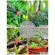 thumbnail image 5 of Gotero de riego ajustable de 100 piezas, 1/4 '' Sistema de riego por goteo automático, goteros de microaspersión para invernadero de plantas, jardín Diy (rojo) se kaili Sencillez, 5 of 5
