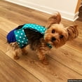 thumbnail image 6 of Barkertime Turquoise Blue Polka Dot on Blue Dog Diaper Overall, 6 of 7