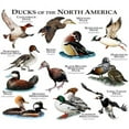 thumbnail image 2 of CafePress - Ducks Of North America Mug - 11 oz Ceramic Mug - Novelty Coffee Tea Cup, 2 of 4