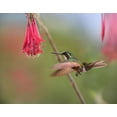 thumbnail image 2 of Fitzharris, Tim 32x26 Black Ornate Wood Framed with Double Matting Museum Art Print Titled - Gray Tailed Mountain Gem Hummingbird, 2 of 4
