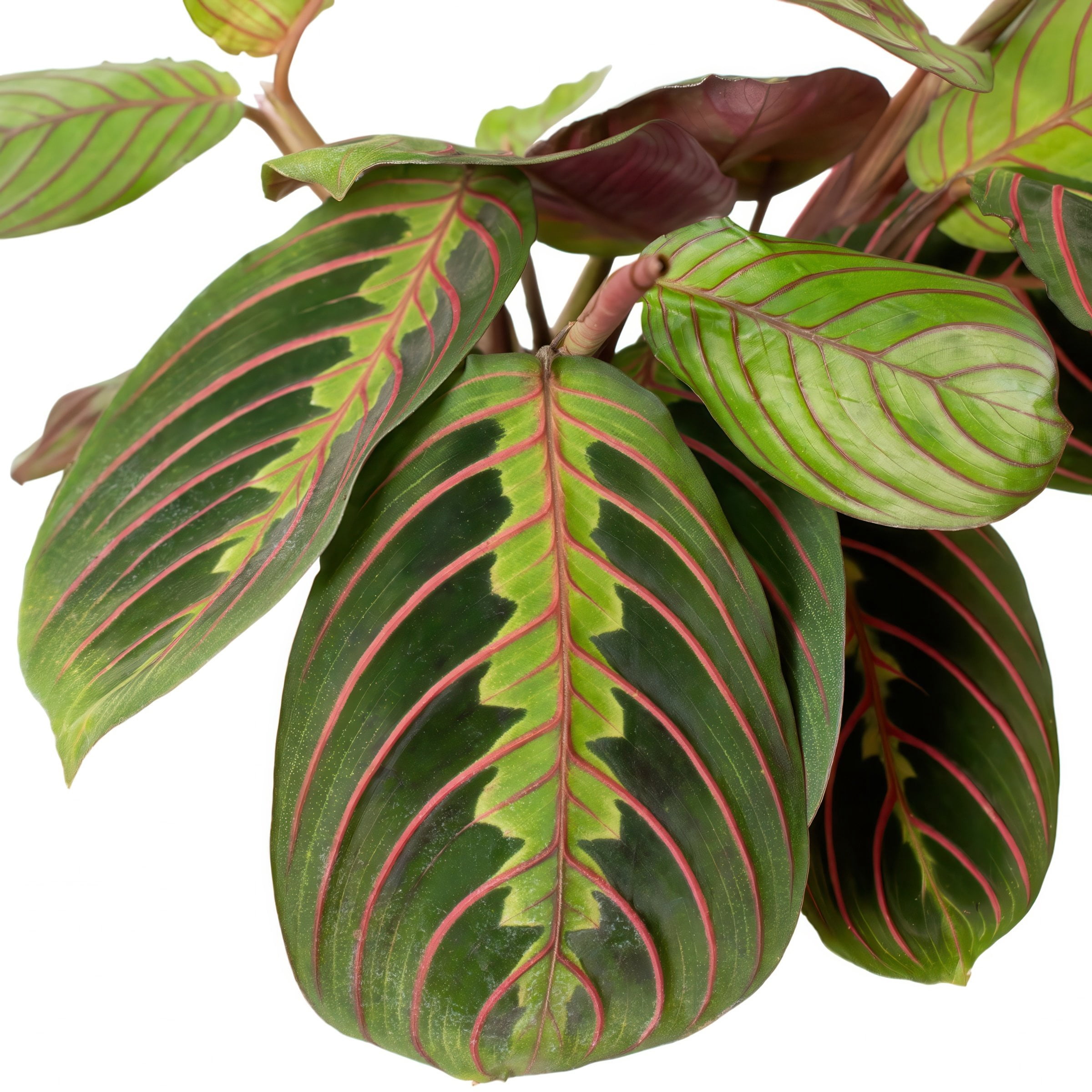 4 in. Maranta Red Plant in Grower Container (3-Pack)