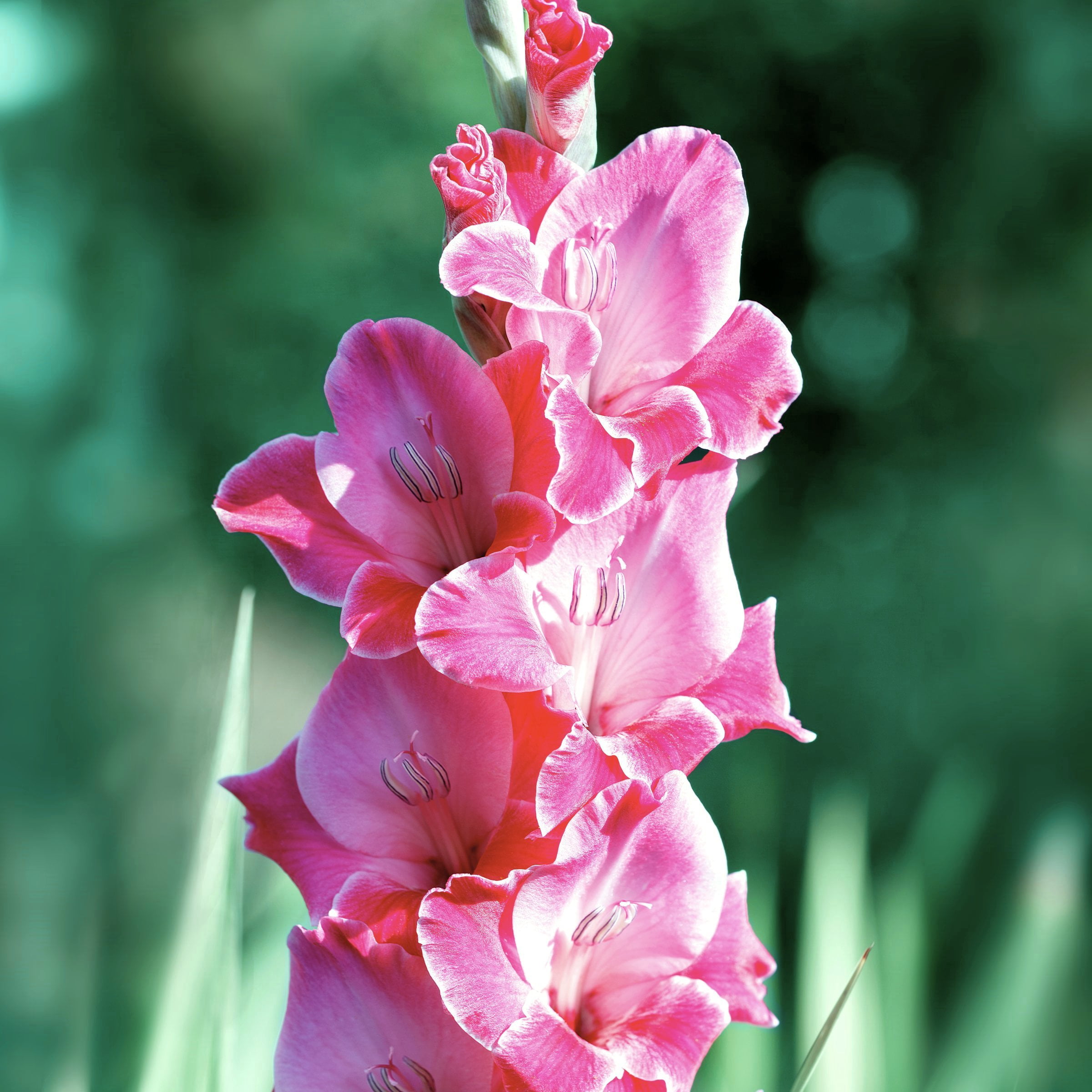 National Plant Network Gladioli Bartok Bulbs (10-Pack)
