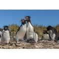 thumbnail image 2 of Illg, Cathy and Gordon 24x17 Black Ornate Wood Framed with Double Matting Museum Art Print Titled - Bleaker Island Rockhopper penguins sing duet, 2 of 4