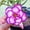 C, variant on Desert Rose, Low Maintenance - Easy Grow - Ideal for Beds Borders, Plant Pots & Planters