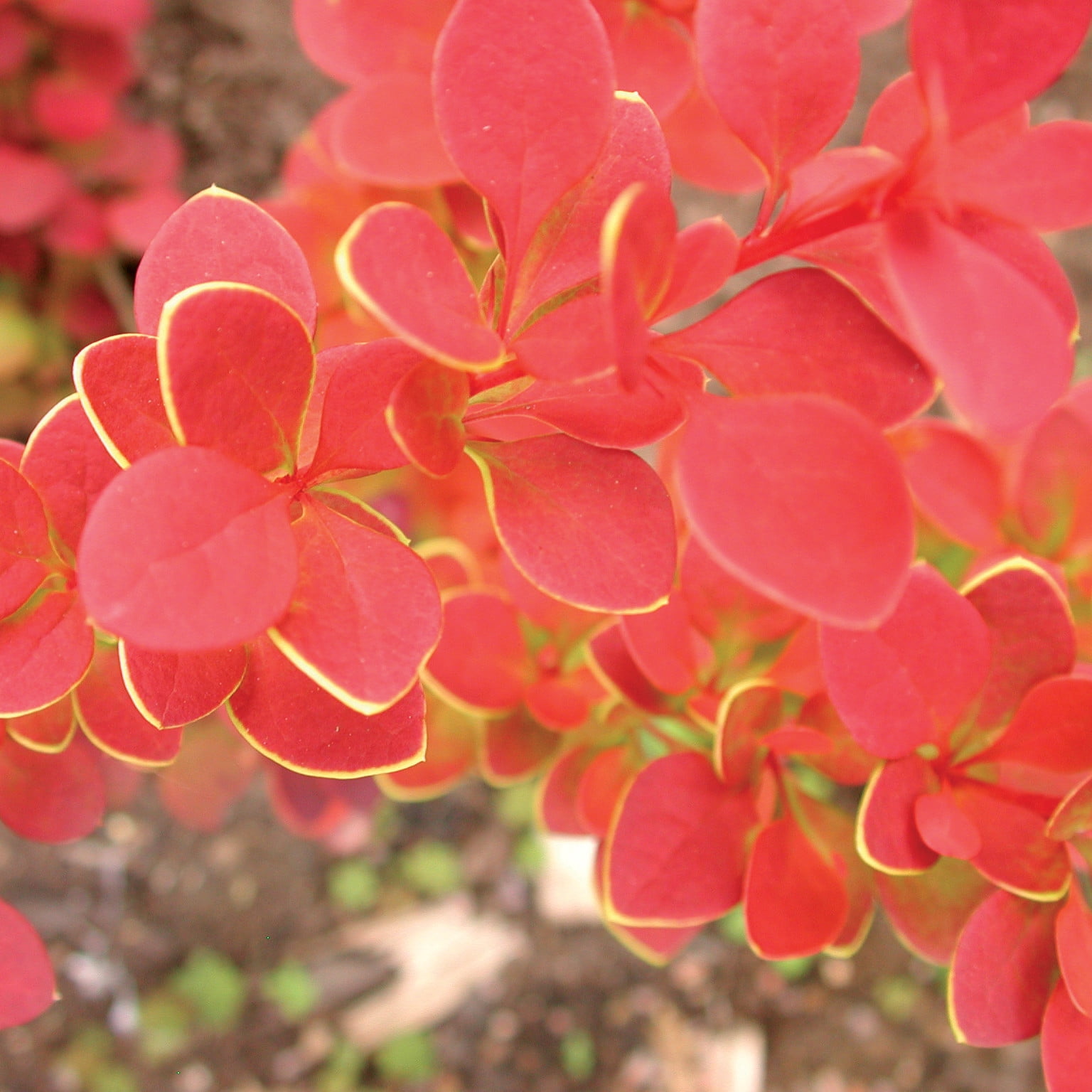 Proven Winners ColorChoice 5" Orange Sunjoy Tangelo Barberry Live Plant in 4.5" Pot (4 Count)