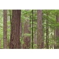 thumbnail image 2 of Paulson, Don 18x13 White Modern Wood Framed Museum Art Print Titled - WA, Olympic NF Old growth Douglas fir trees, 2 of 4