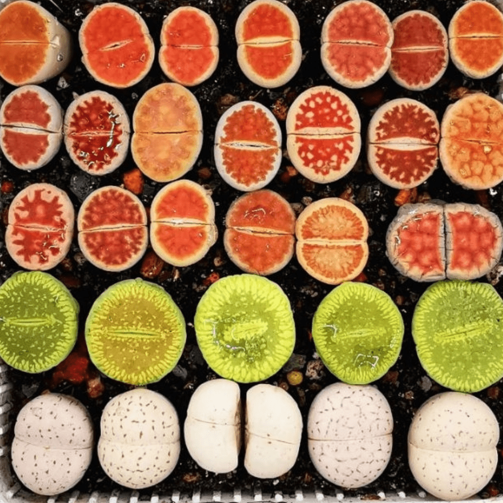 10 Large Lithops Live Plants Mix, Colorful Lithops Succulents Plants Live, Rocks Living Stones Succulent for Planting Indoors Outdoors