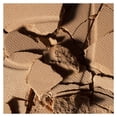 thumbnail image 4 of Polvo compacto Beauty Creations Fawless stay powder 8 larga duración de 7g, 4 of 4