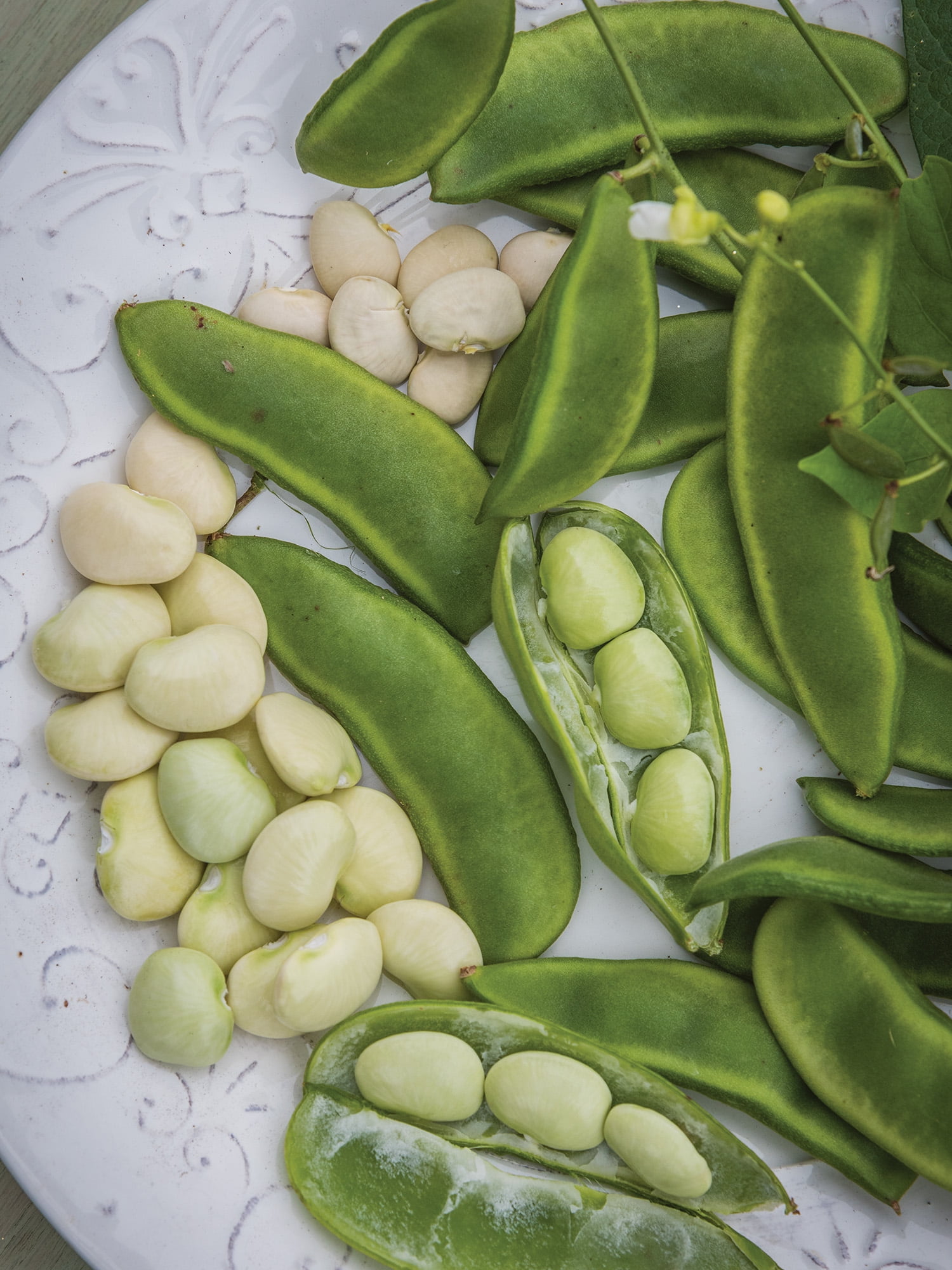 Burpee 18 gm Fordhook 242 Lima Bean Bush, Annual Vegetable, Full Sun