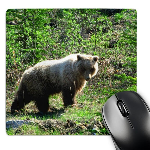 3dRose, Grizzly Bear Stops For a Rest on the Side of the Atlin Road in Yukon Territory Canada, MousePad