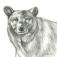 thumbnail image 3 of Wilson, Kelsey 15x15 Black Modern Framed Museum Art Print Titled - Watercolor Pencil Forest V-Bear, 3 of 5