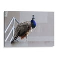 thumbnail image 1 of Cuadro decorativo - Pavorreal, Arturo Sánchez 30x20 Canvas Lab Animales, Naturaleza, Animales y naturaleza, Aves (Pájaros),, 1 of 2