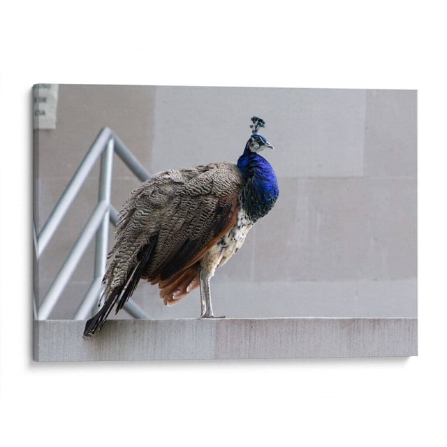 Cuadro decorativo - Pavorreal, Arturo Sánchez 30x20 Canvas Lab Animales, Naturaleza, Animales y naturaleza, Aves (Pájaros),