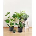 thumbnail image 5 of 8 Pack 5.5 inch Plastic Planters, Plastic Indoor Planter Flower Pots, Topboutique Stylish 5.5 Inch Plant Pots for Indoor Plants with Drainage Holes and Tray for Plants, Flowers, Black, 5 of 8