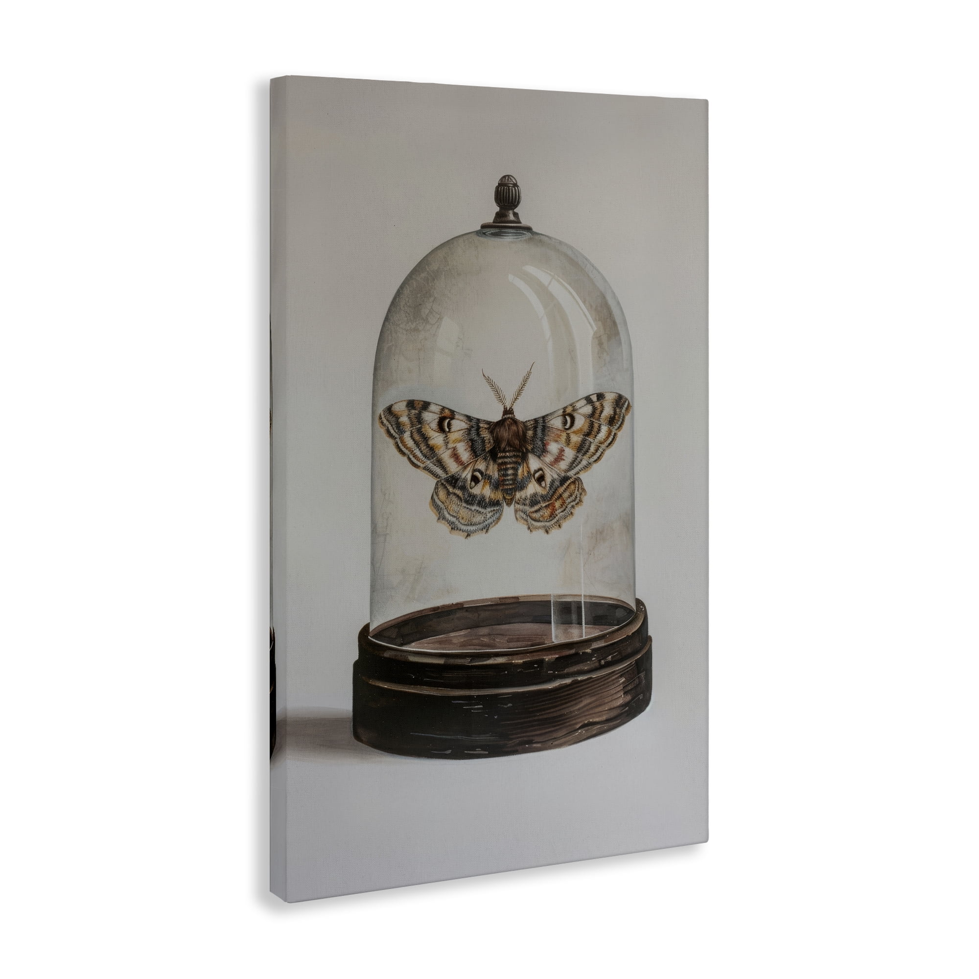 Stupell Industries Moth in Glass Cloche Animals Painting Wrapped Canvas Art Print Wall Art, 24 x 36