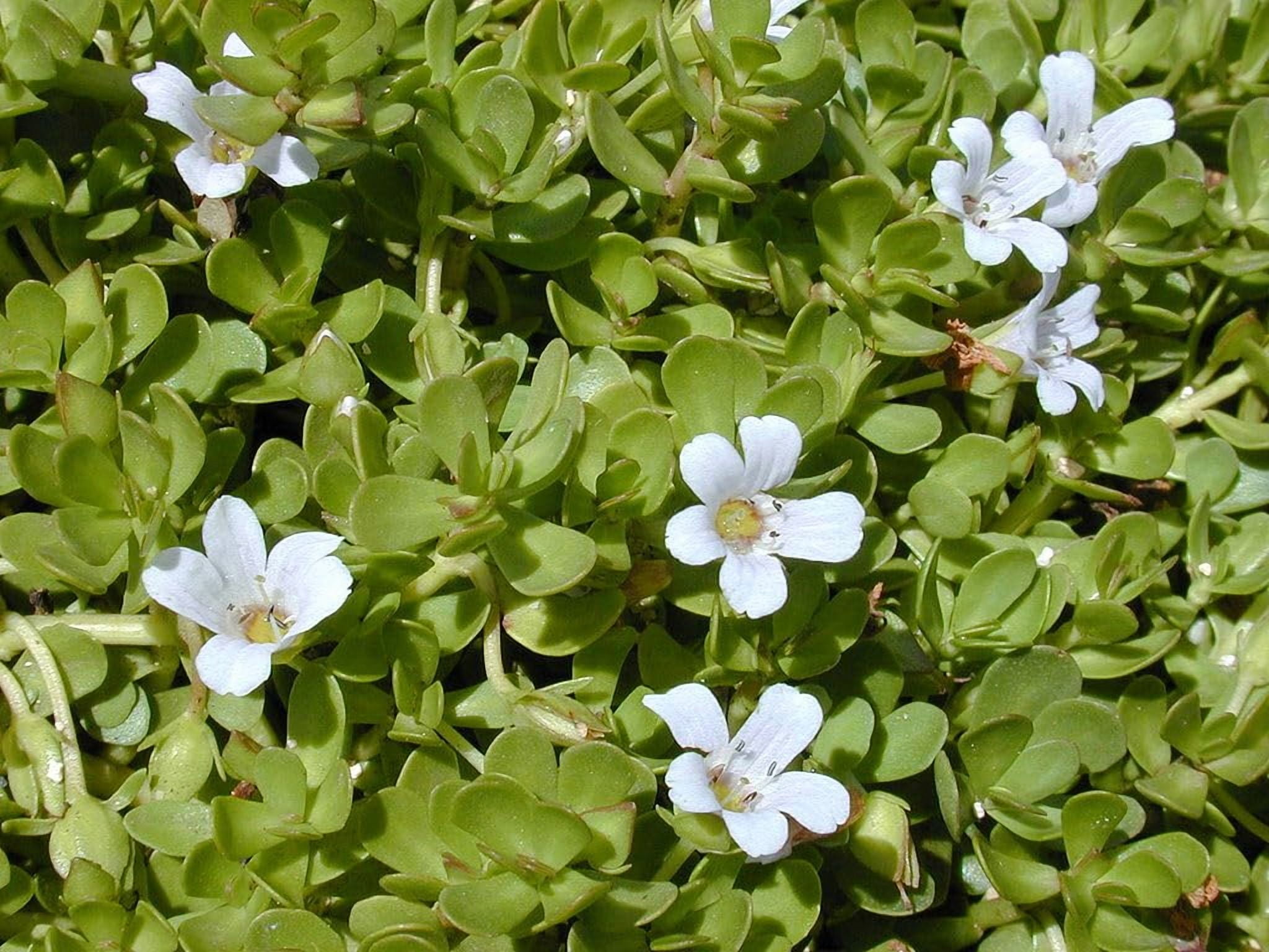 Purslane White | 3 Live Plants | Portulaca grandiflora | White Flowering Succulent | Heat and Drought Tolerant Ground Cover