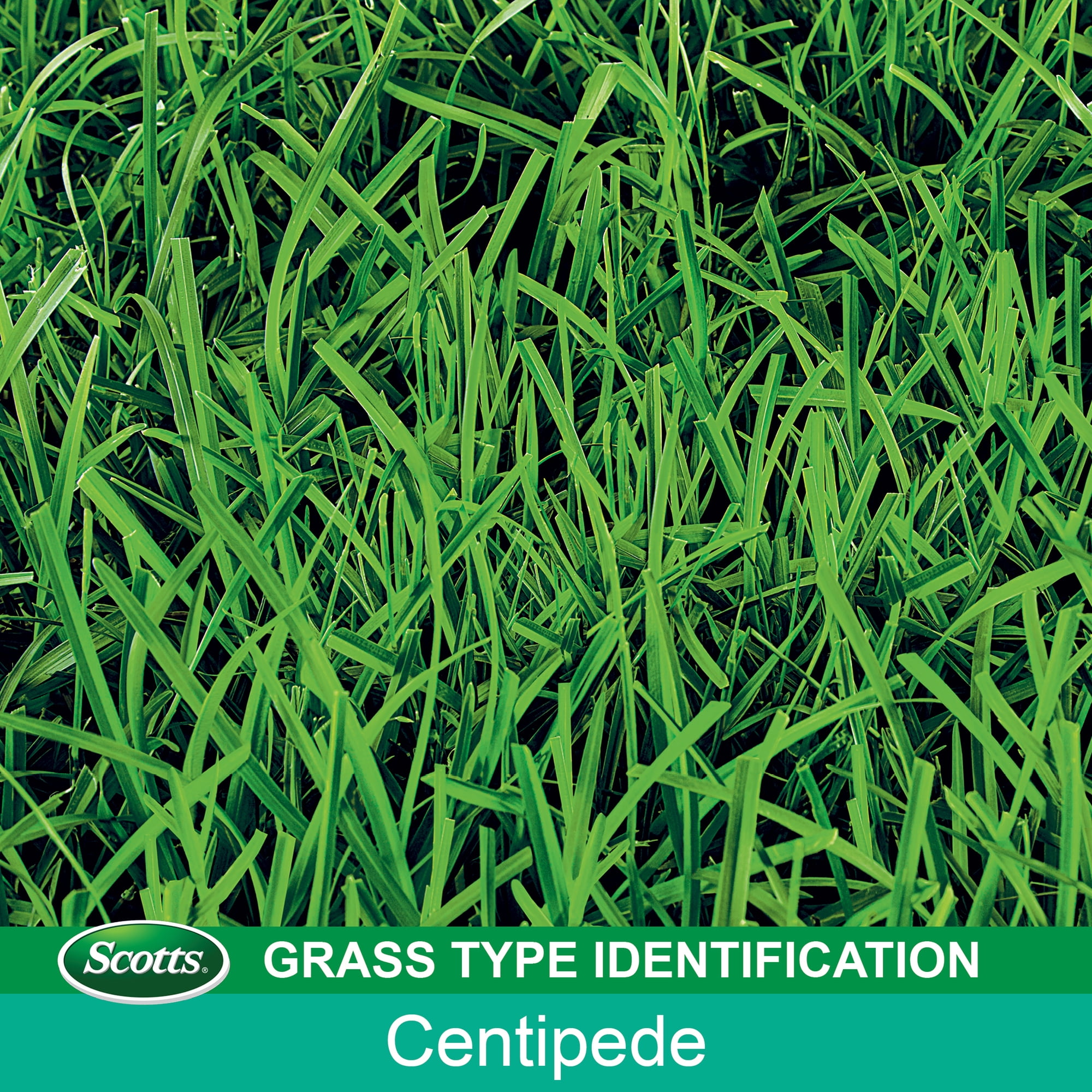 Scotts EZ Seed Patch & Repair Centipede Grass 3.75 lb