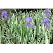 3 Iris Palida Variegata/Sweet Iris/Dalmation Iris in separate 3.5 inch pots