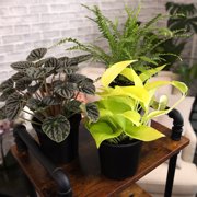 Element Live Houseplants Variety Pack, 4.25in Grower Pots, Easy Care (3 Count)