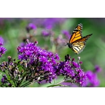 100 MISSOURI IRONWEED Monarch Flower Native Purple Vernonia Missurica Seeds