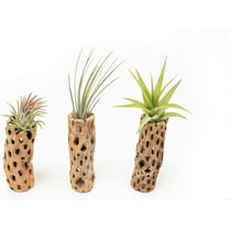 Air Plant Shop 6 Inch Natural Cholla Wood Container with Tillandsia Assorted Air Plants- Wholesale and Bulk - Succulents - Live Tillandsia - Easy Care Indoor and Outdoor House Plants (Pack of 5)