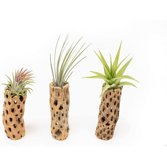 Air Plant Shop 6 Inch Natural Cholla Wood Container with Tillandsia Assorted Air Plants- Wholesale and Bulk - Succulents - Live Tillandsia - Easy Care Indoor and Outdoor House Plants (Pack of 5)