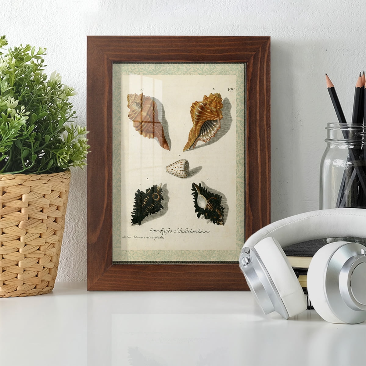 Bookplate Shells I - Framed Print w/glass - Chestnut