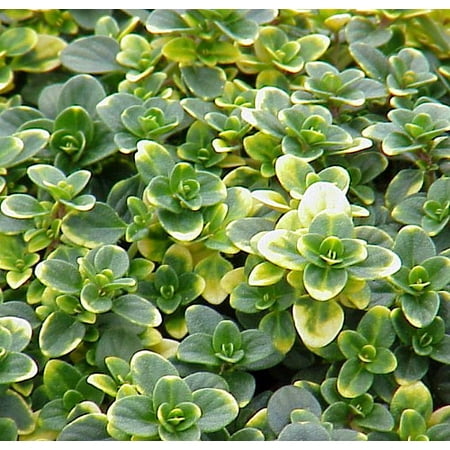 Thyme Lemon - Doone Valley Thyme Plant - Thymus - Lemon Scent - Live Plant - 3