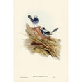 thumbnail image 2 of Gould, John 17x24 Black Modern Framed Museum Art Print Titled - Turquoisine Superb Warbler-Malurus callainus, 2 of 4
